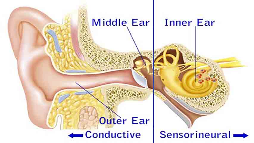بهداشت گوش